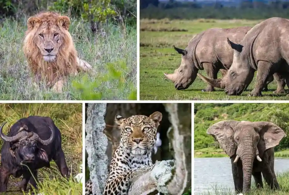 6 Day Kenya Game Safari