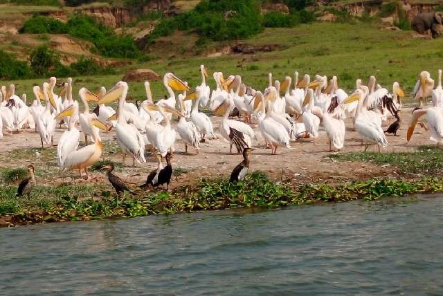 2-Days-Birding-Safari-uganda