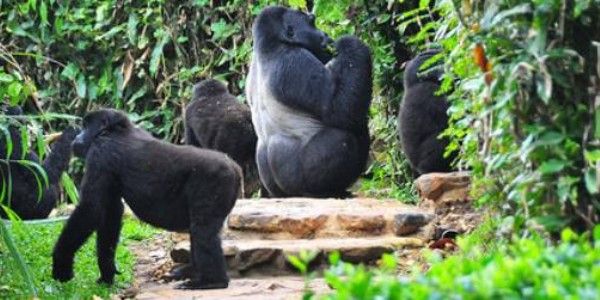 3 Days Mgahinga Gorilla National Park