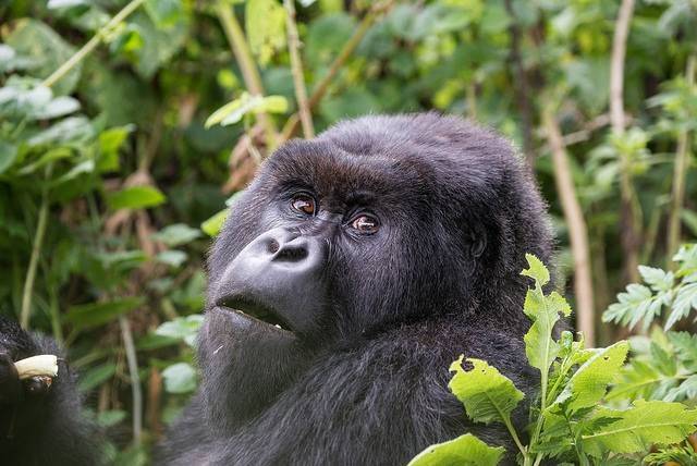 5 Days Gorilla-Trekking