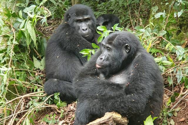5 Days Gorillas and Game Safari