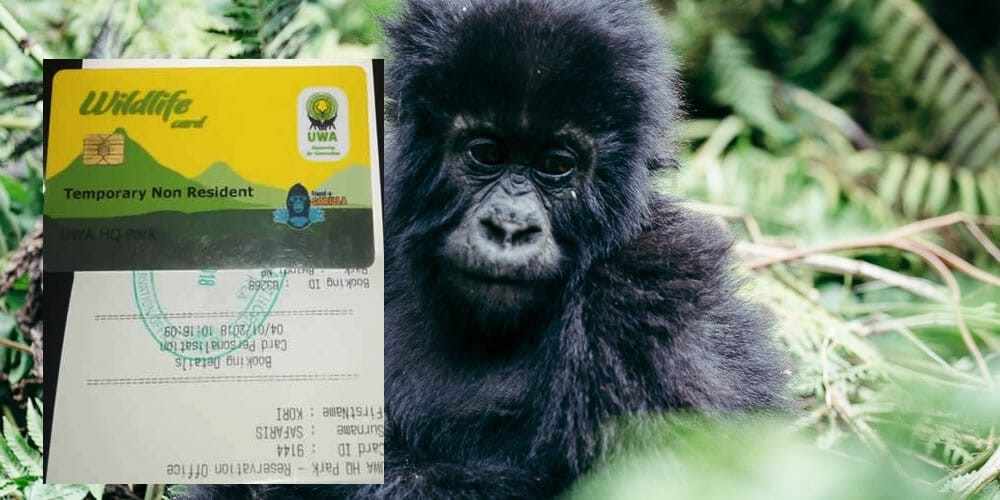 Gorilla Permits information