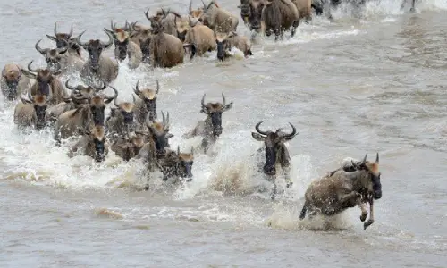4 Days Tanzania Wildebeest Migration