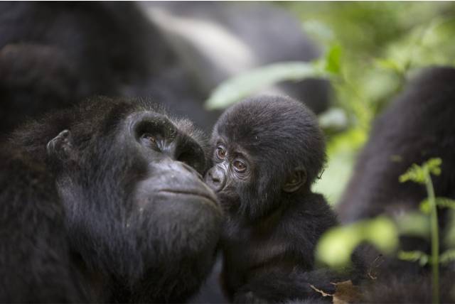 3 Day Congo Gorilla Trekking Safari