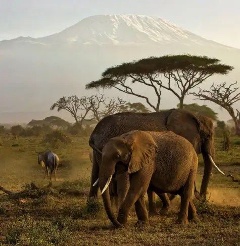 masia-mara