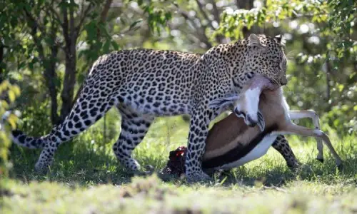 3 Days Masai Mara Safari
