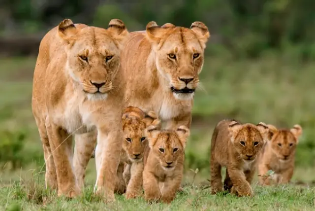 Masai Mara National Reserve