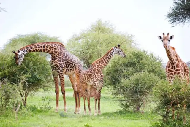 Samburu National Reserve