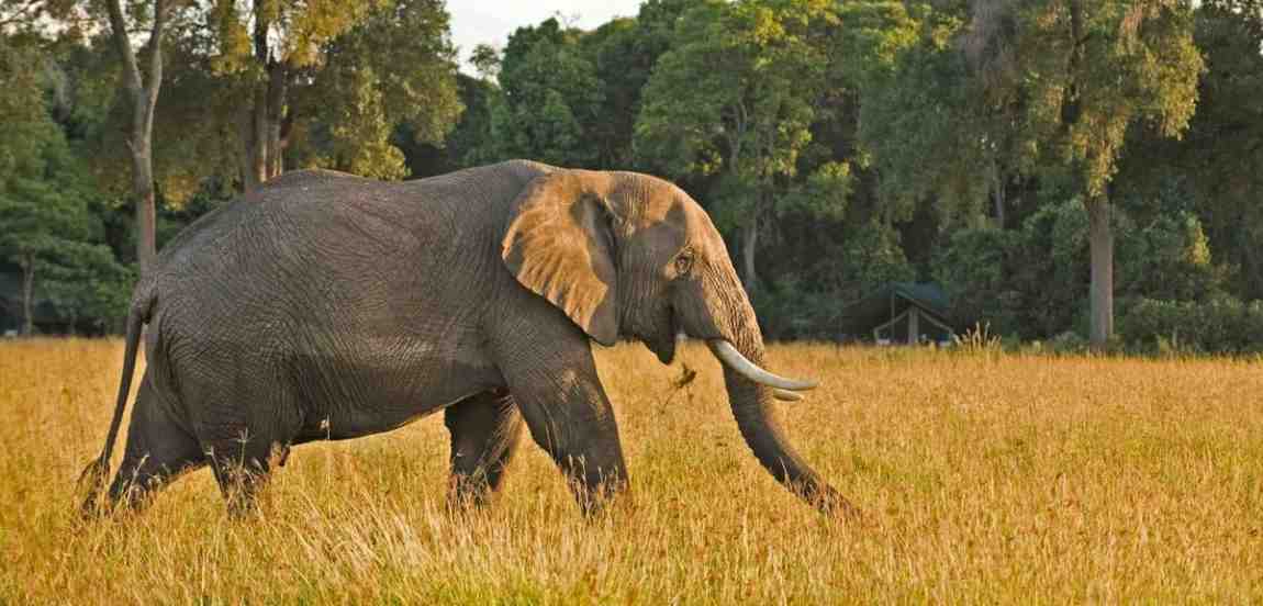 Tsavo National Park