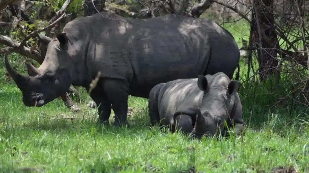 Lake Nakuru National Park