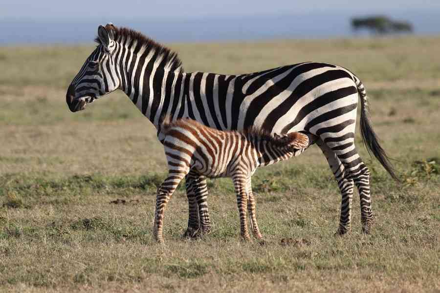 Luxury Safari